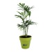 Miniature du produit Plant d'arbre en pot terre bambou 0