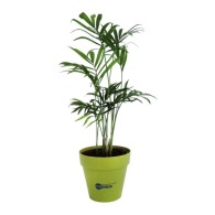 Plant d'arbre en pot terre bambou